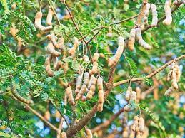 Cómo cultivar un árbol de tamarindo - Succulent Avenue